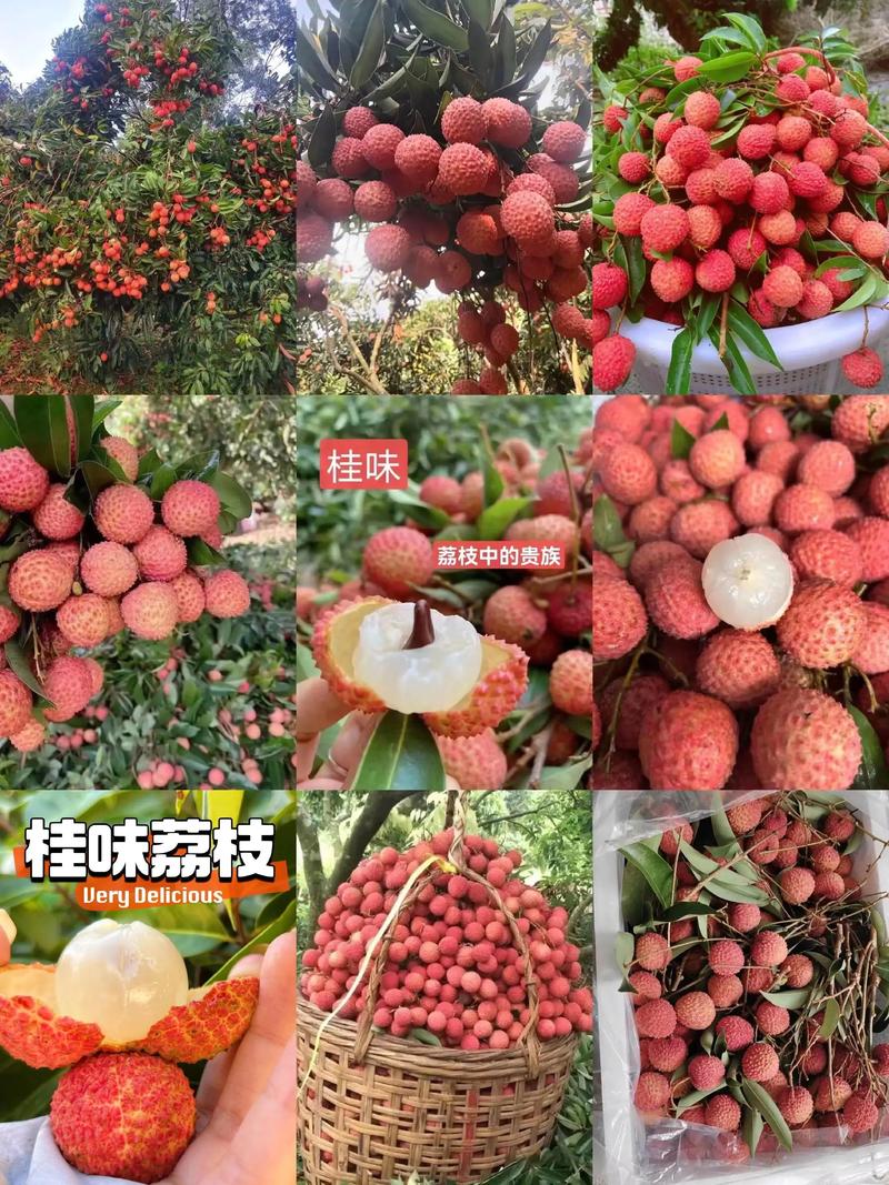 荔枝,蜂蜜,客家娘酒,盐焗鸡,鸡翅,鸡爪等等》真心要买的朋友